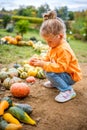 Cute little girl having fun with huge pumpkins on a pumpkin patch. Kid picking pumpkins at country farm on warm autumn Royalty Free Stock Photo