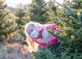 Cute little girl peeking out from behind a pine tree at the Christmas tree farm