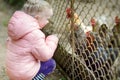 Cute little girl looking at farm chickens through metal fence Royalty Free Stock Photo