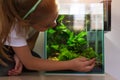 Cute little girl looking at fish in nano aquarium Royalty Free Stock Photo