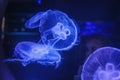 Cute little girl looking over blue jellyfish in aquarium through the glass