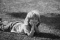 Cute little girl on the meadow in spring day. Happy childhood. Boy lying on grass. Cute kid child enjoying summer on Royalty Free Stock Photo