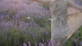 Cute little girl merrily dances with a smile on her face among fields of lavender