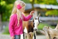 Cute little girl petting and feeding a goat at petting zoo. Child playing with a farm animal on sunny summer day. Royalty Free Stock Photo