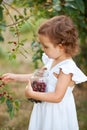 Cute little girl picking a cherry in a garden and eats. Harvest time Royalty Free Stock Photo