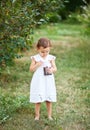 Cute little girl picking a cherry in a garden and eats. Harvest time Royalty Free Stock Photo