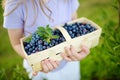 Cute little girl picking fresh berries on organic blueberry farm on warm and sunny summer day. Fresh healthy organic food for Royalty Free Stock Photo