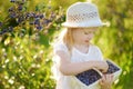 Cute little girl picking fresh berries on organic blueberry farm on warm and sunny summer day. Fresh healthy organic food for kids Royalty Free Stock Photo