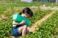 Cute little girl picking strawberries in a field on a summer day Royalty Free Stock Photo