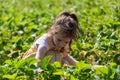 Cute little girl picking strawberries in a field on a sunny summer day Royalty Free Stock Photo