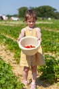 Cute little girl picking strawberries in a field on a sunny summer day Royalty Free Stock Photo