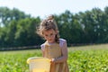 Cute little girl picking strawberries in the field on a summer day Royalty Free Stock Photo