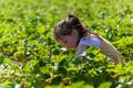 Cute little girl picking strawberries on organic strawberry field in day Royalty Free Stock Photo
