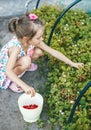 Cute little girl picking up fresh organic small strawberry in the garden