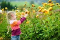 Cute little girl playing in blossoming dahlia field. Child picking fresh flowers in dahlia meadow on sunny summer day Royalty Free Stock Photo