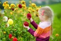 Cute little girl playing in blossoming dahlia field. Child picking fresh flowers in dahlia meadow on sunny summer day Royalty Free Stock Photo