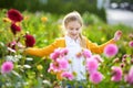 Cute little girl playing in blossoming dahlia field. Child picking fresh flowers in dahlia meadow on sunny summer day Royalty Free Stock Photo