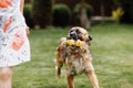 A cute little girl is playing with her pet dog outdooors on grass at home Royalty Free Stock Photo