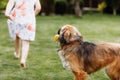 A cute little girl is playing with her pet dog outdooors on grass at home. selective focus Royalty Free Stock Photo