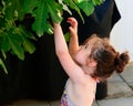 pretty little girl in a bathing suit reaching into a fig tree in the backyard Royalty Free Stock Photo