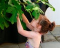 pretty little girl in a bathing suit reaching into a fig tree in the backyard Royalty Free Stock Photo