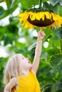 Cute little girl reaching to a sunflower Royalty Free Stock Photo