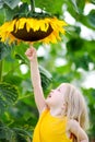 Cute little girl reaching to a sunflower Royalty Free Stock Photo