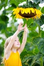 Cute little girl reaching to a sunflower Royalty Free Stock Photo