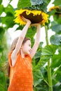 Cute little girl reaching to a sunflower Royalty Free Stock Photo