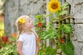 Cute little girl reaching to a sunflower in summer field Royalty Free Stock Photo