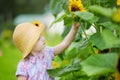 Cute little girl reaching to a sunflower in summer field Royalty Free Stock Photo