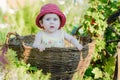 A cute little girl sits on a hay in a basket in the garden Royalty Free Stock Photo