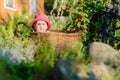 A cute little girl sits on a hay in a basket in the garden Royalty Free Stock Photo