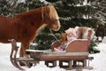 Cute little girl sitting in the sledges with puppy and big palomino draught horse Royalty Free Stock Photo