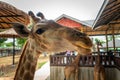 cute little girl in a straw hat, feeding a big giraffe on a green park background, on a sunny day Royalty Free Stock Photo