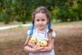 Cute little girl with two pigtails gathering up apples in an apple orchard. Smiling child holding apples in garden. Harvest concep