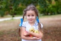 Cute little girl with two pigtails gathering up apples in an apple orchard. Smiling child holding apples in garden. Harvest concep