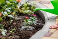 Cute little girl watering plants in the garden. Royalty Free Stock Photo