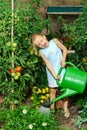 Cute little girl watering tomato and flowers in the backyard Royalty Free Stock Photo