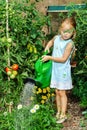 Cute little girl watering tomato and flowers in the backyard Royalty Free Stock Photo