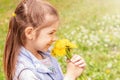 Cute little girl with yellow dandelions on a sunny day on a green nature background. Summer joy - a beautiful girl with Royalty Free Stock Photo