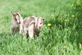 Cute little goat Royalty Free Stock Photo