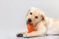 Cute little golden labrador retriever puppy lying on floor merrily biting orange plastic toy isolated on white. Royalty Free Stock Photo