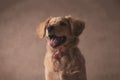 Cute little golden retriever dog looking up and sticking out tongue Royalty Free Stock Photo