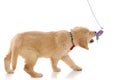 Cute little golden retriever dog playing with a flower toy Royalty Free Stock Photo
