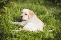 Cute little golden retriever puppy