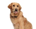 cute little golden retriever puppy sticking out tongue and panting Royalty Free Stock Photo