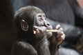 Cute little gorilla baby plays with a stick