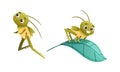 Cute Little Grasshopper Character Sitting on Green Leaf and Jumping Vector Set Royalty Free Stock Photo