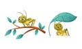 Cute Little Grasshopper Character Sitting Under Leaf and on Tree Branch Vector Set Royalty Free Stock Photo